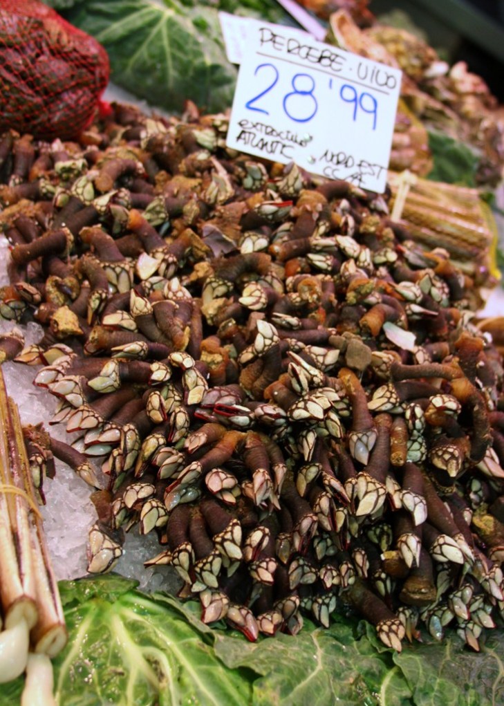 LB Percebes