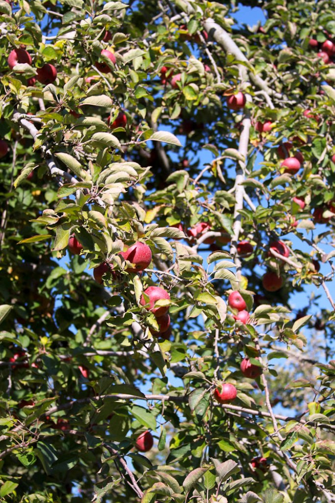 Apple Tree