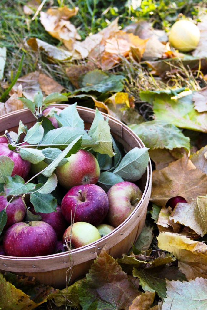 Basket of Apples