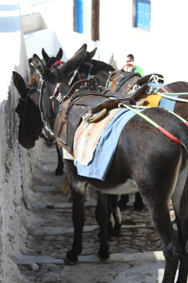 Santorini Donkeys